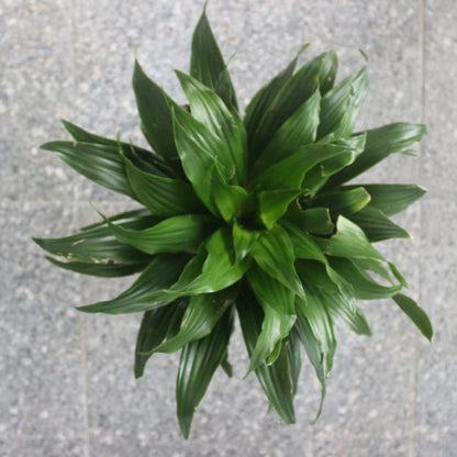 Janet Craig Dracaena plant, dark green leaves, indoor houseplant by Live Good Logistics on Tampa Home & Garden Store