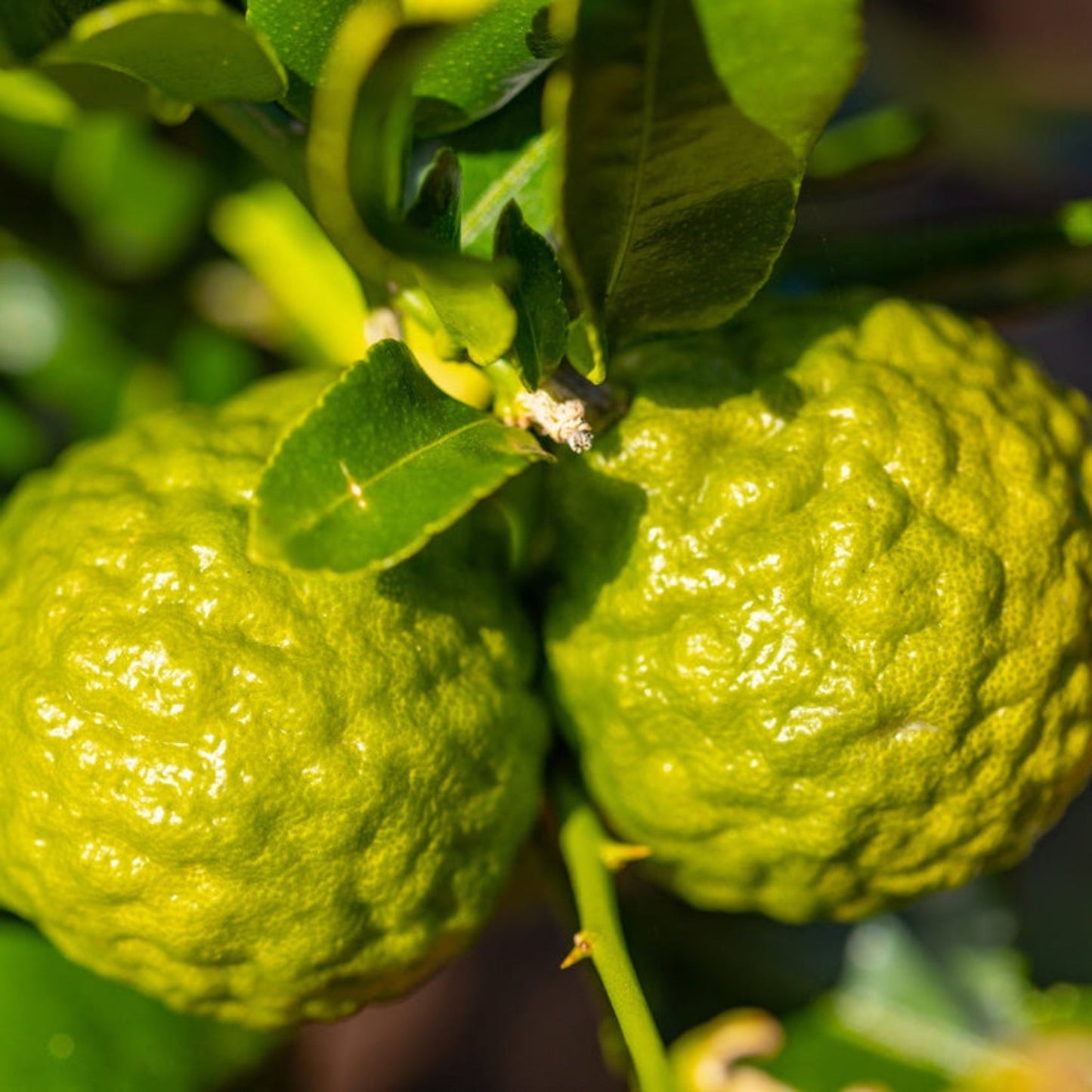 Kaffir lime tree by Live Good Logistics with bright green fruit and glossy leaves on Tampa Home & Garden Store