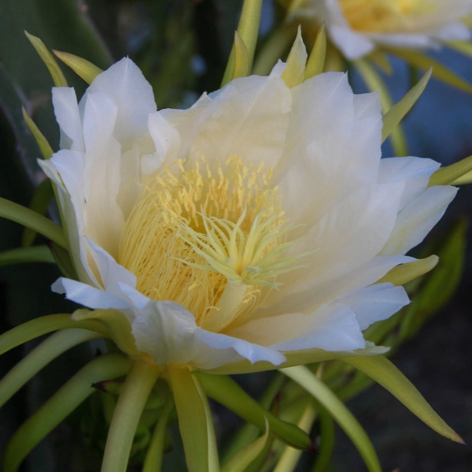 White Dragon Fruit plant flower with white petals and yellow stamens by Live Good Logistics on Tampa Home & Garden Store