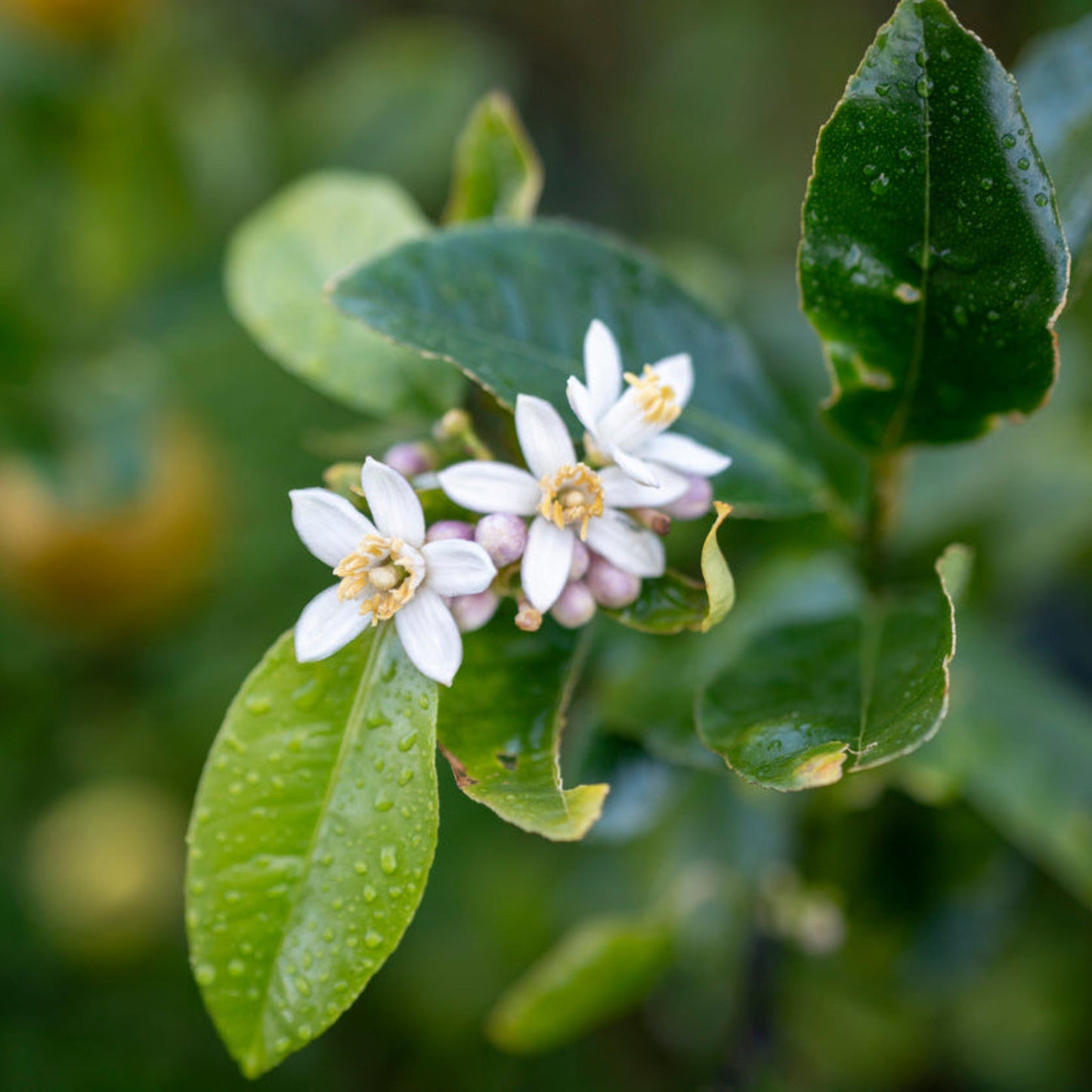 Improved Meyer Lemon Bush plant with green leaves and white blossoms Live Good Logistics on Tampa Home & Garden Store