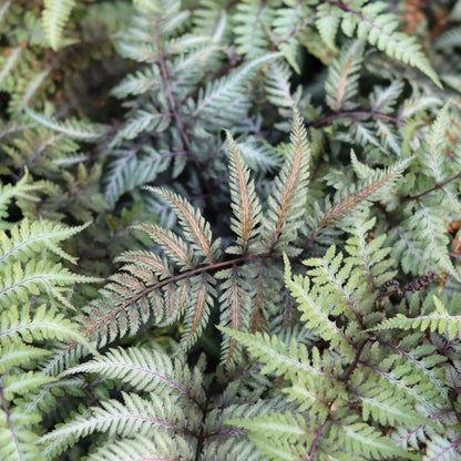Japanese Painted Fern plant with green fronds and purple stems, Live Good Logistics on Tampa Home & Garden Store