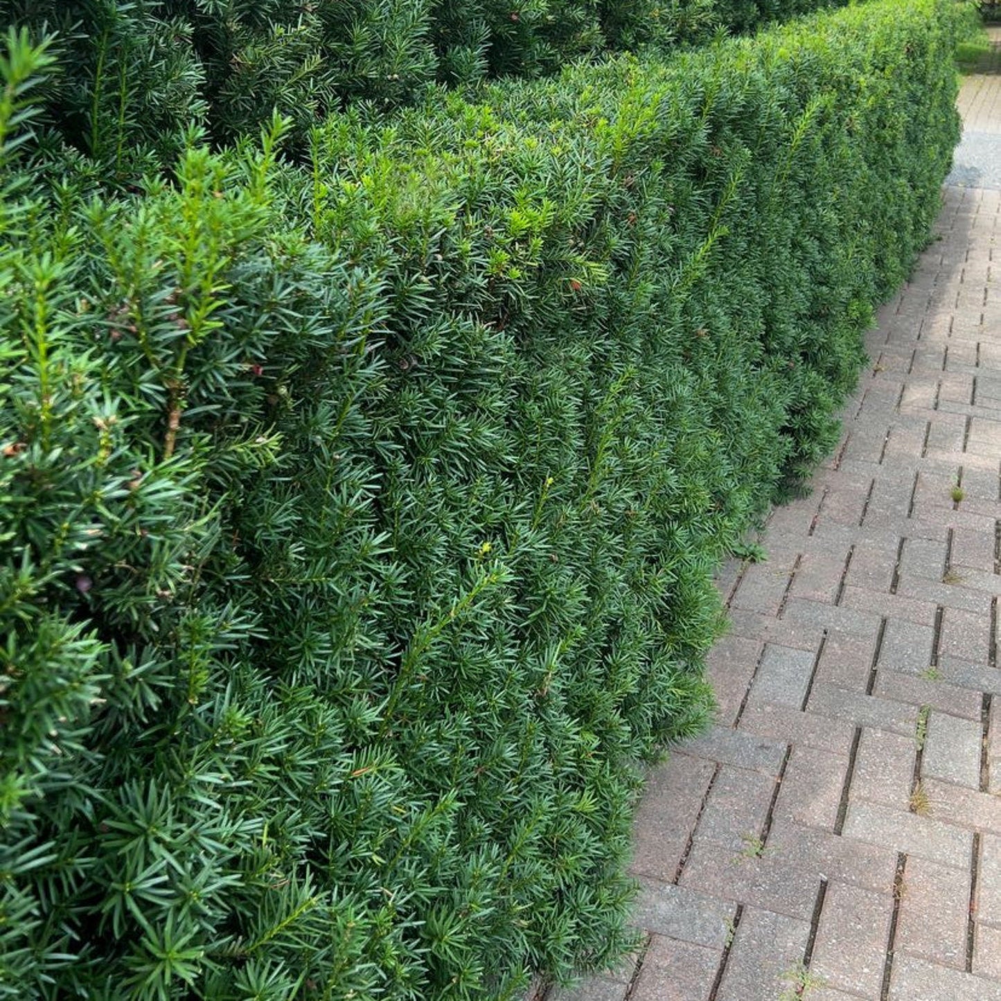 Hicks Yew hedge dense evergreen shrubs with dark green needle leaves along a brick walkway on Tampa Home & Garden Store