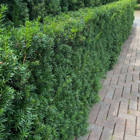 Hicks Yew hedge dense evergreen shrubs with dark green needle leaves along a brick walkway on Tampa Home & Garden Store