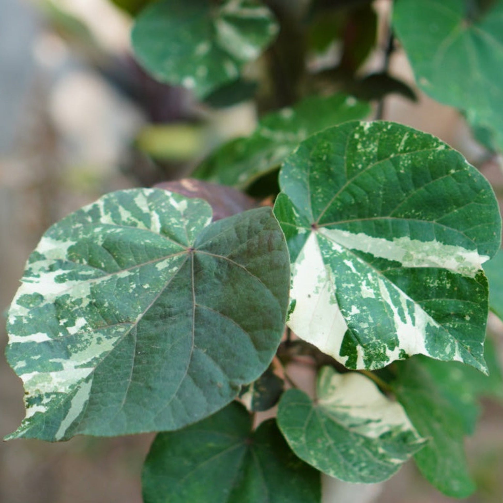 Variegated hibiscus plant leaves green white Indoor/Outdoor plant Live Good Logistics on Tampa Home & Garden Store