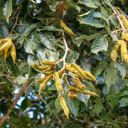 Ice Cream Bean Tree plant with glossy green leaves and yellow pods Live Good Logistics on Tampa Home & Garden Store