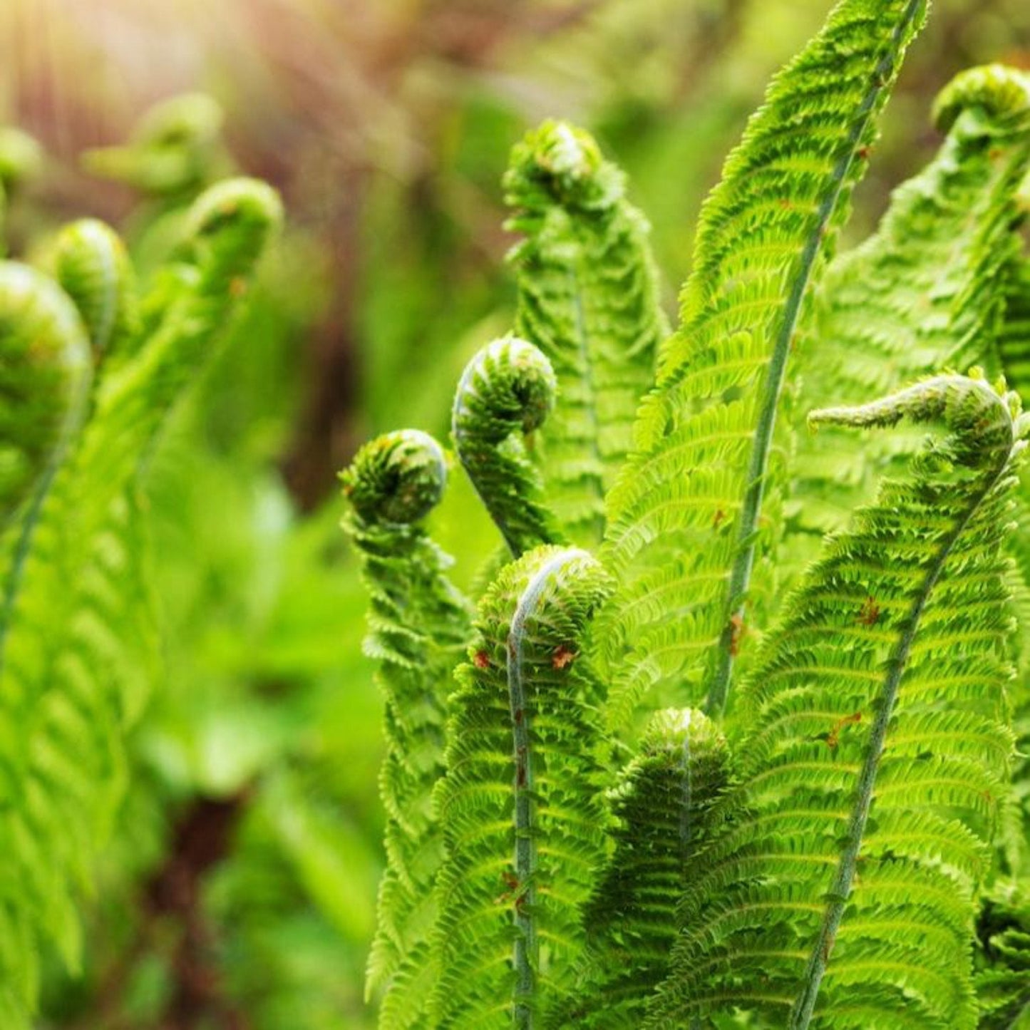 Ostrich fern plant with bright green curled fiddleheads and lush fronds on Tampa Home & Garden Store