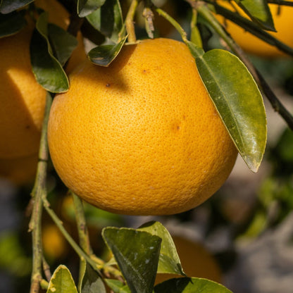 Ray Ruby Grapefruit Tree close-up: ripe yellow grapefruit with glossy green leaves on Tampa Home & Garden Store