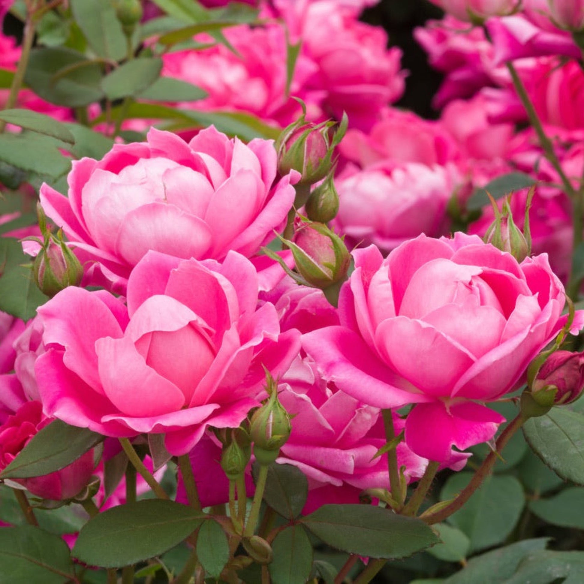 Pink Double Knock Out Rose plant with vibrant pink blooms and green foliage on Tampa Home & Garden Store