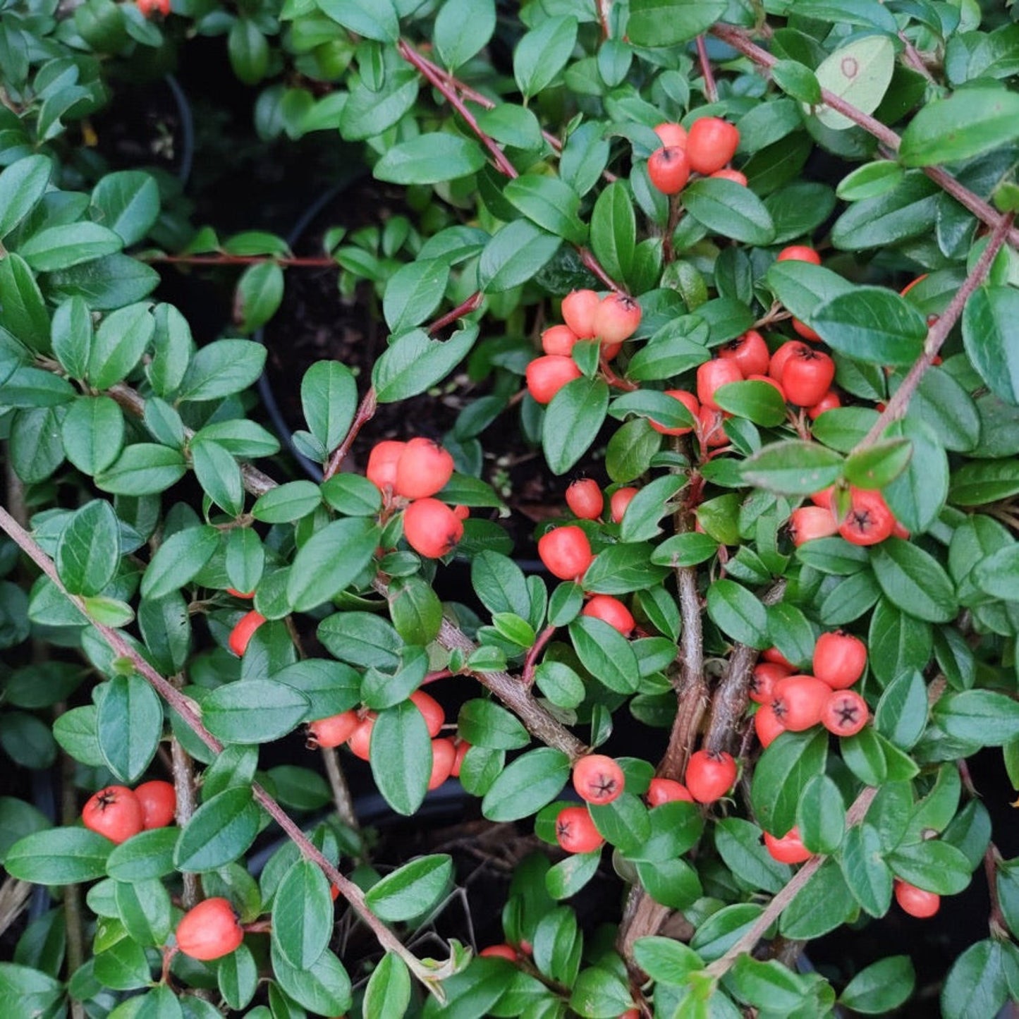 Coral Beauty Cotoneaster plant with glossy green leaves and bright orange berries on Tampa Home & Garden Store