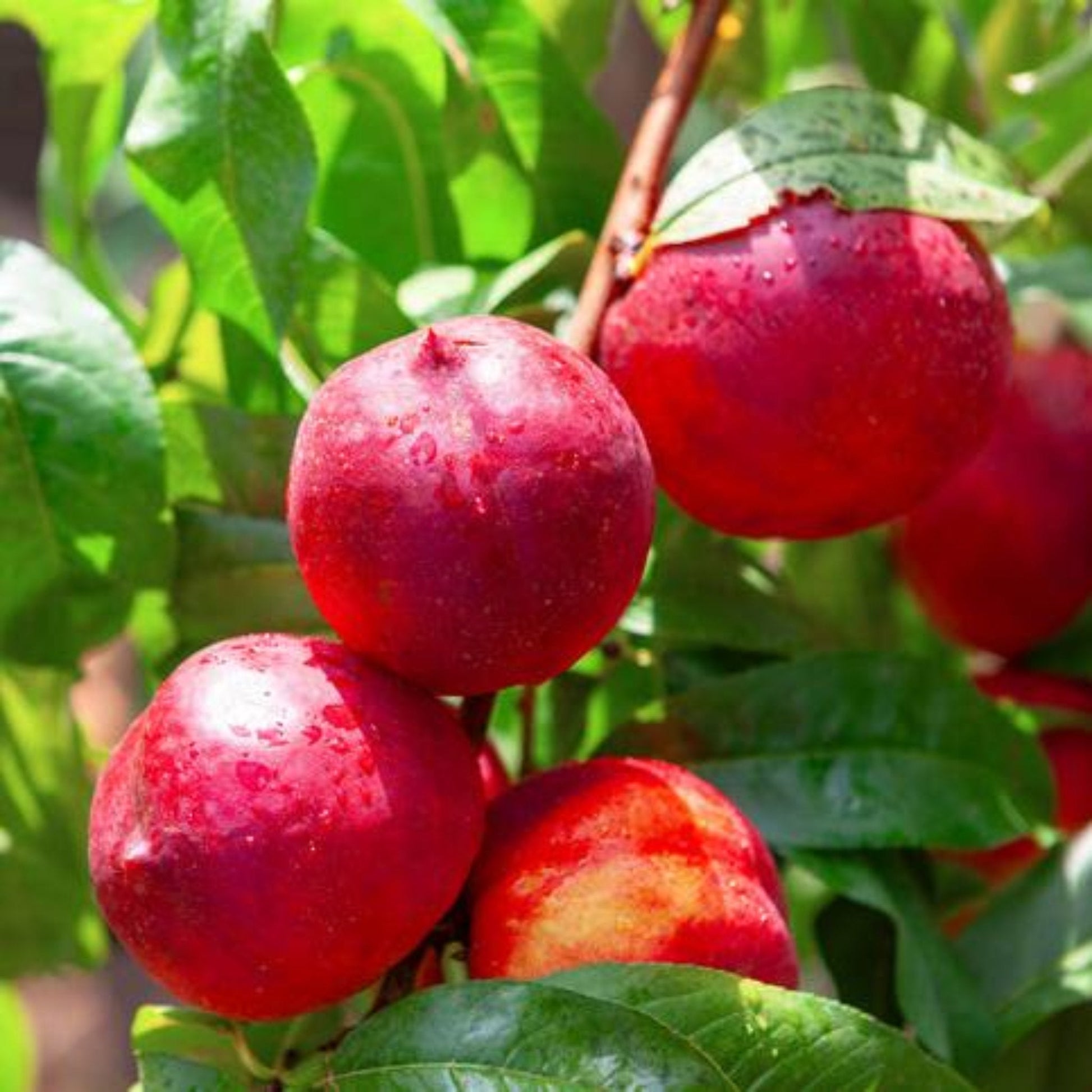 Hardired Nectarine Tree with bright red nectarines on lush green leaves on Tampa Home & Garden Store