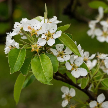 D’Anjou Pear Tree plant with white blossoms and glossy green leaves on Tampa Home & Garden Store