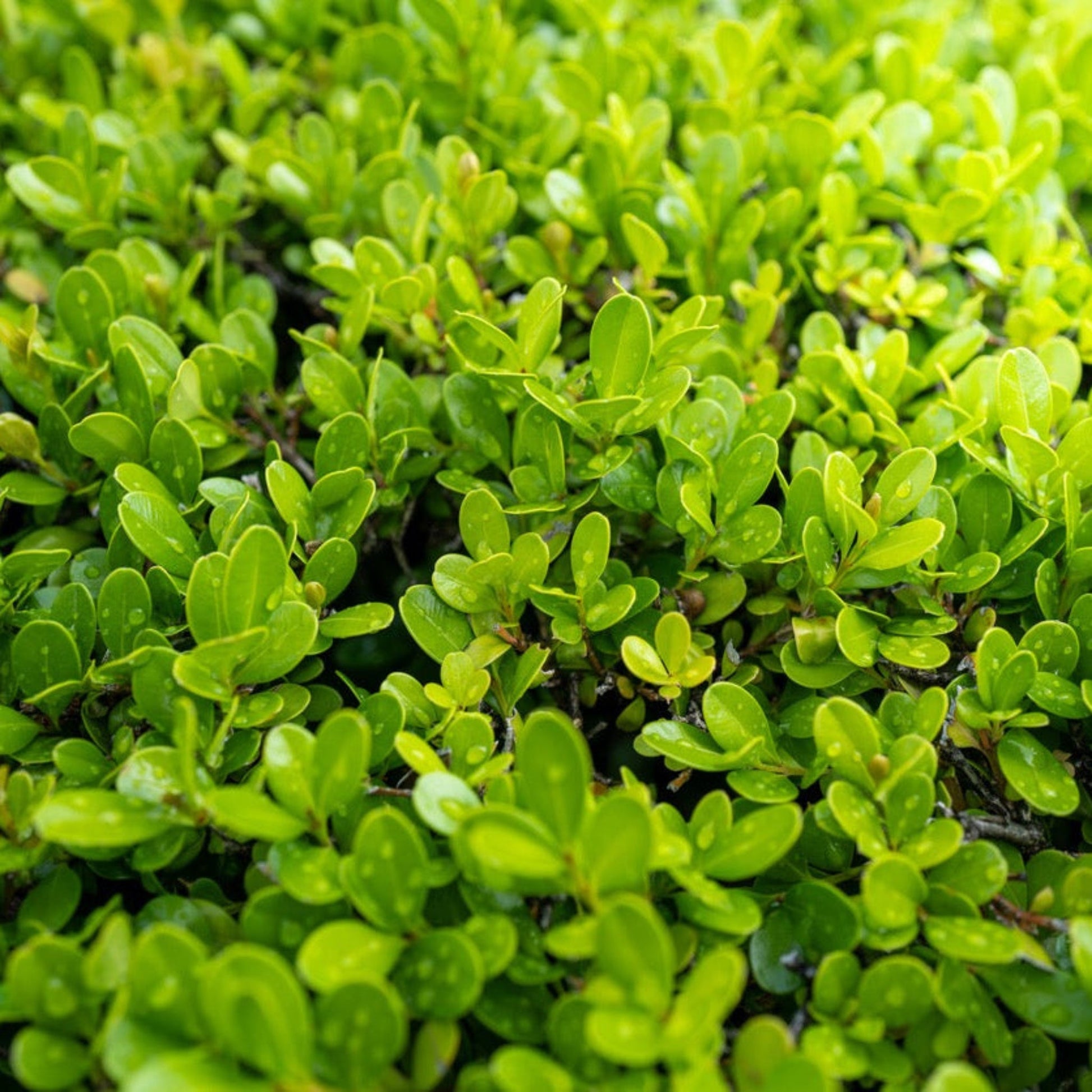 Sprinter® Boxwood plant with dense, glossy bright green leaves on Tampa Home & Garden Store