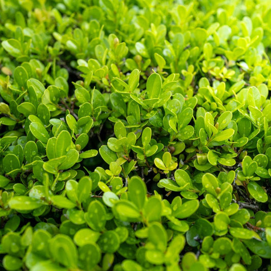 Sprinter® Boxwood plant with dense, glossy bright green leaves on Tampa Home & Garden Store