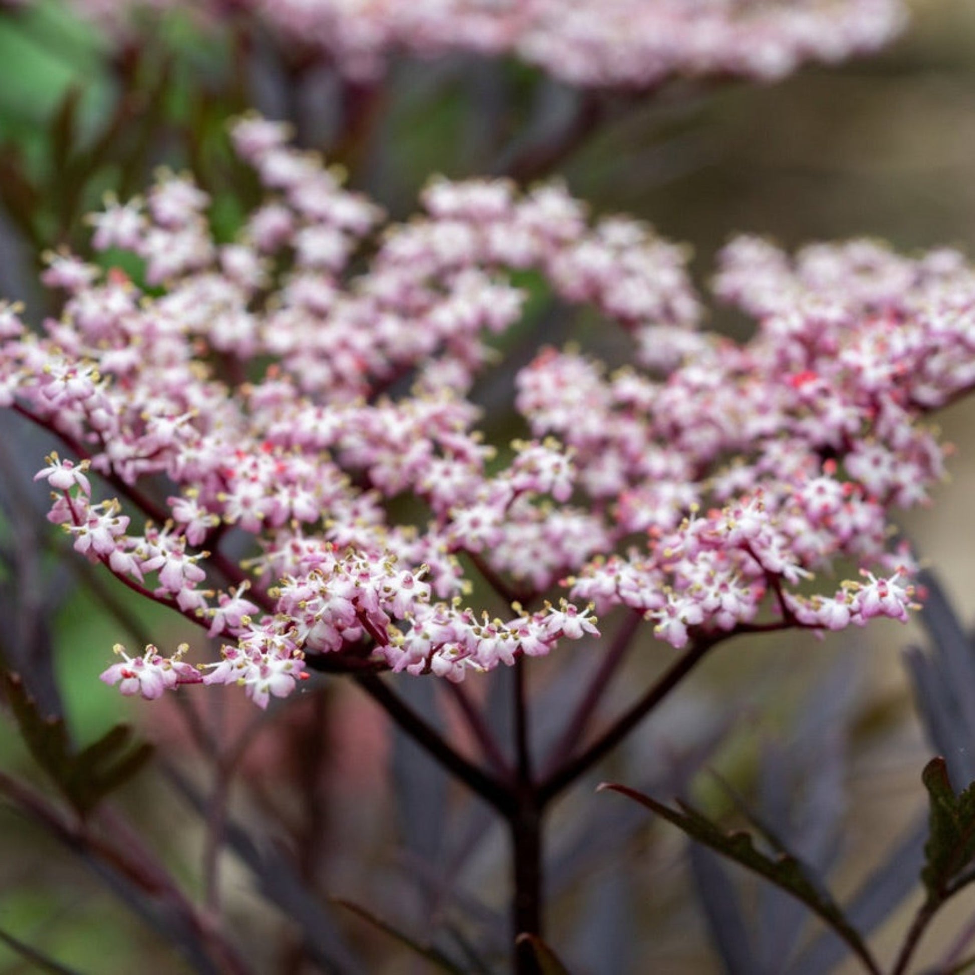 Black Beauty Elderberry plant by Live Good Logistics with pink blossoms on dark stems on Tampa Home & Garden Store