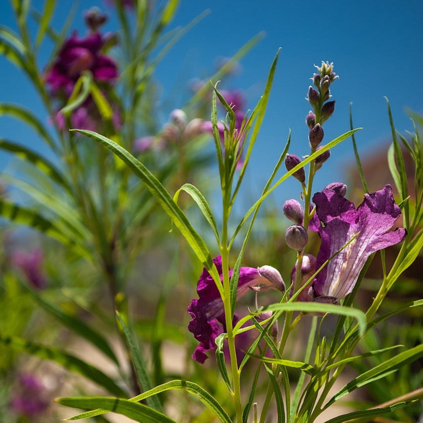 Bubba Jones Desert Willow Tree plant with narrow green leaves and purple flowers on Tampa Home & Garden Store