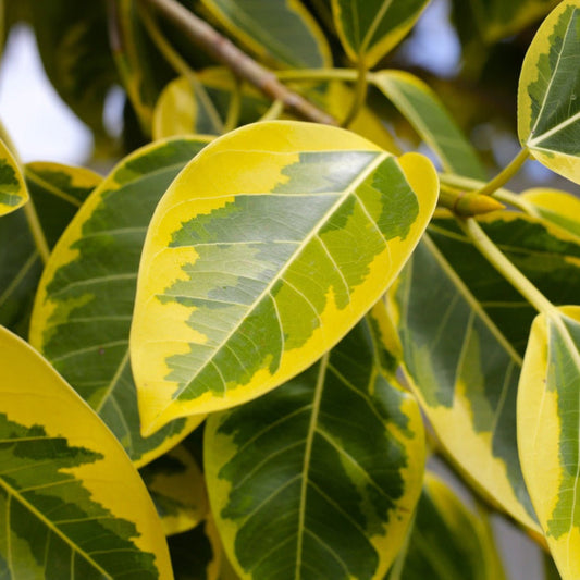 Ficus Altissima plant with variegated yellow-green leaves for indoor/outdoor use on Tampa Home & Garden Store