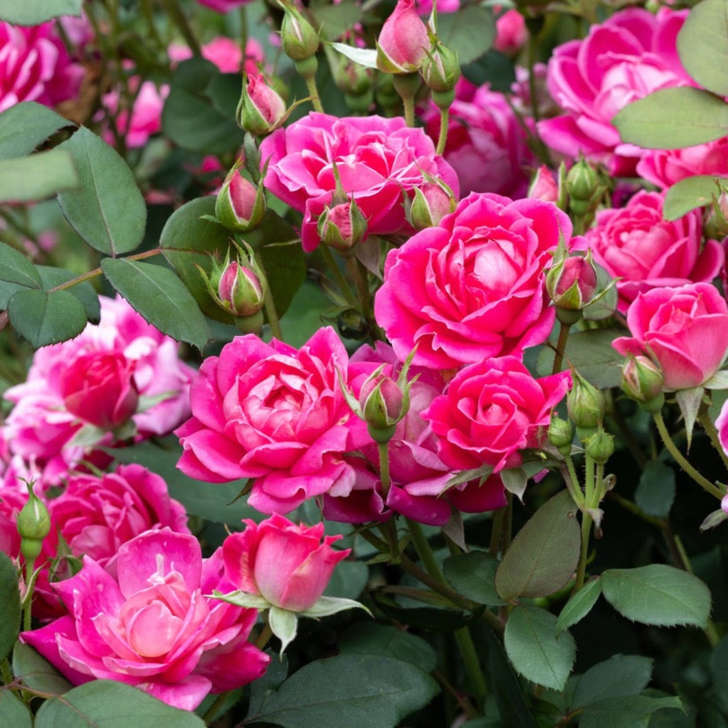 Pink Double Knock Out Rose plant with bright pink blossoms and glossy green leaves on Tampa Home & Garden Store