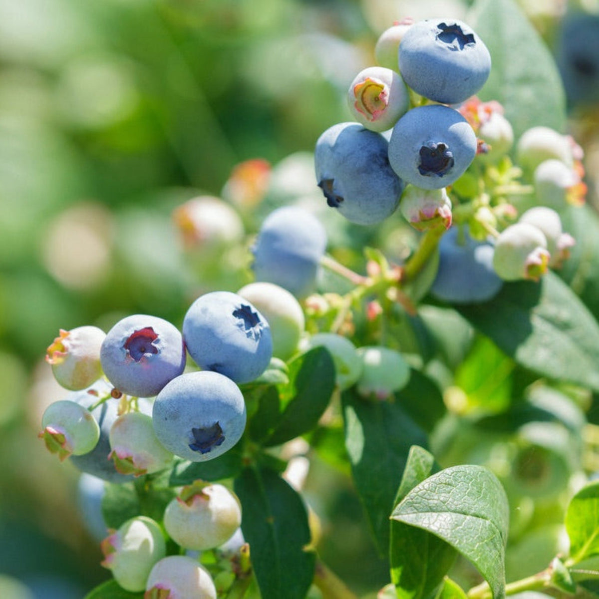 Sweetheart Blueberry plant with blue berries on a lush green shrub by Live Good Logistics on Tampa Home & Garden Store