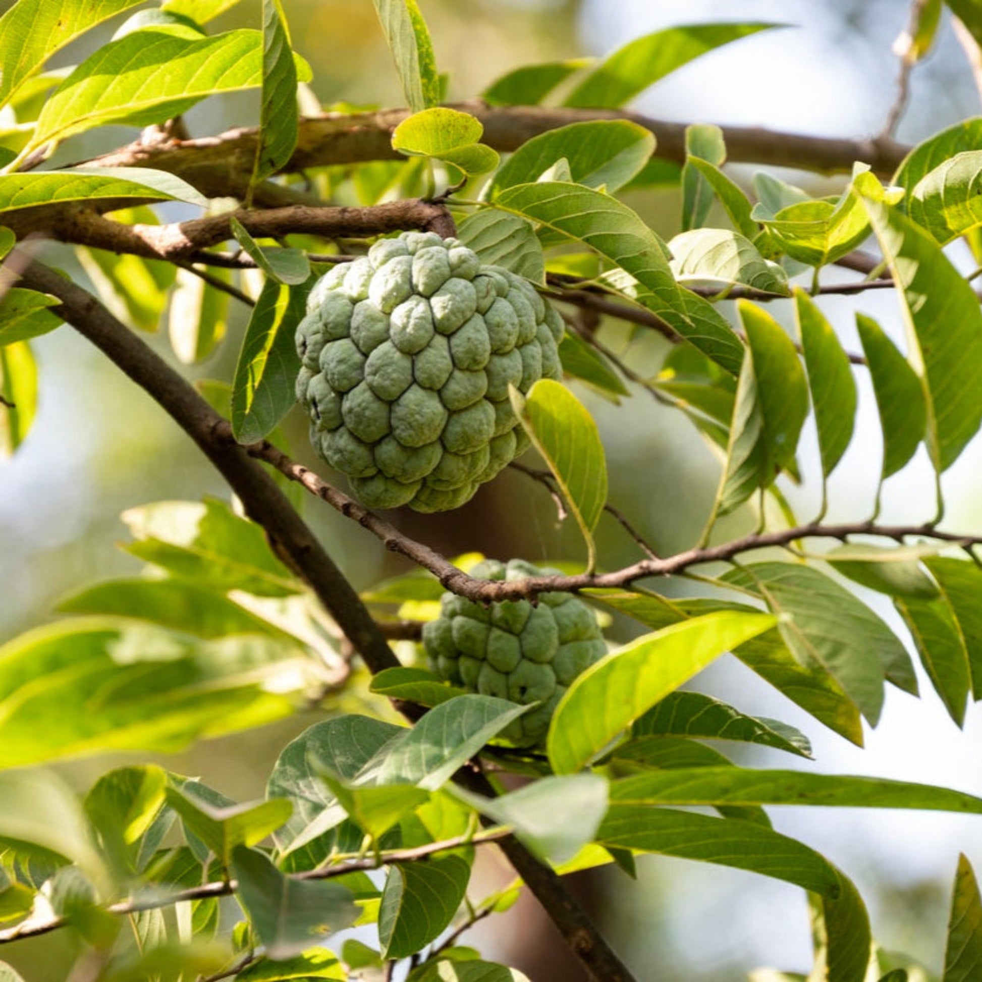 Sugar apple tree fruit on branch with large bumpy green fruit and leaves on Tampa Home & Garden Store