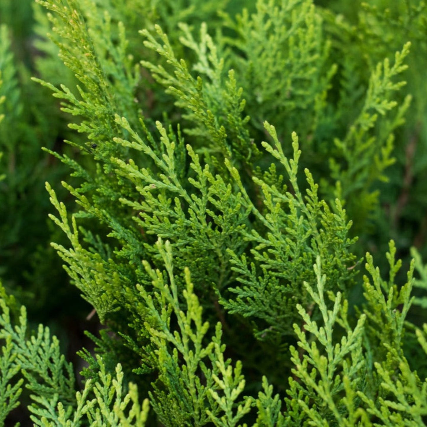 Leyland Cypress Tree, evergreen outdoor plant with bright green foliage from Live Good Logistics on Tampa Home & Garden Store