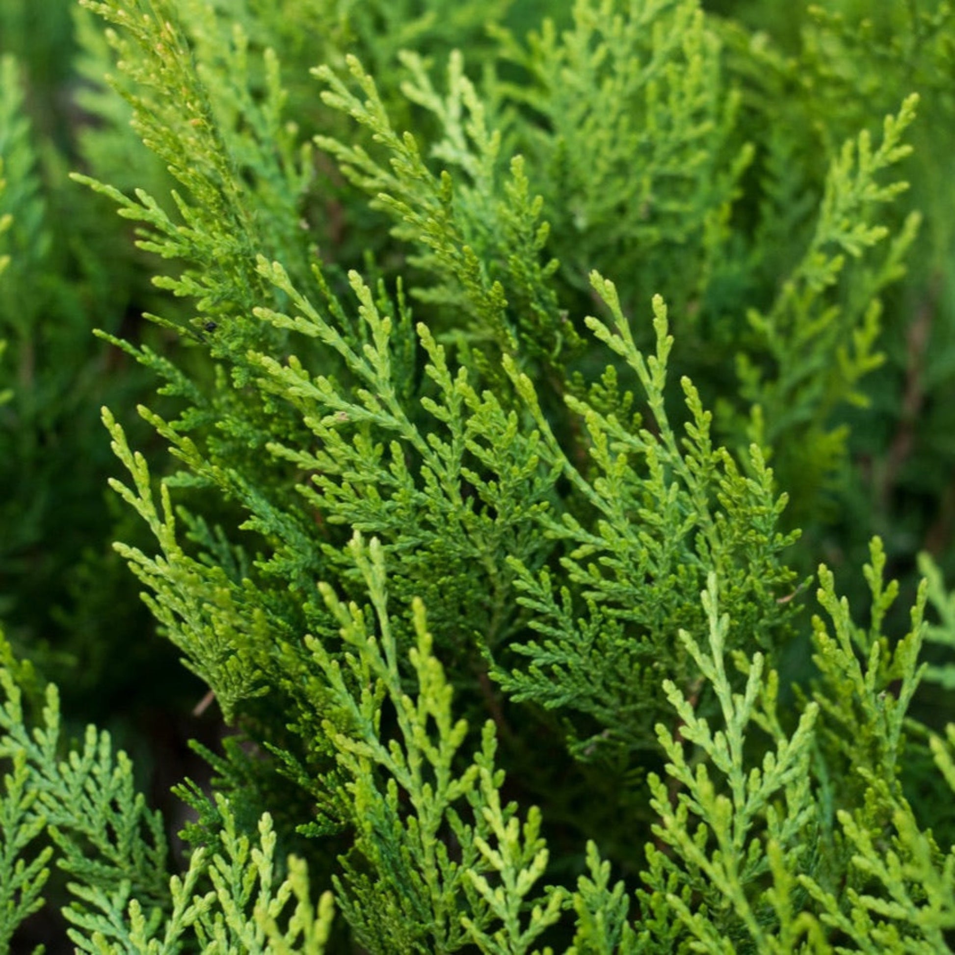 Leyland Cypress Tree, evergreen outdoor plant with bright green foliage from Live Good Logistics on Tampa Home & Garden Store