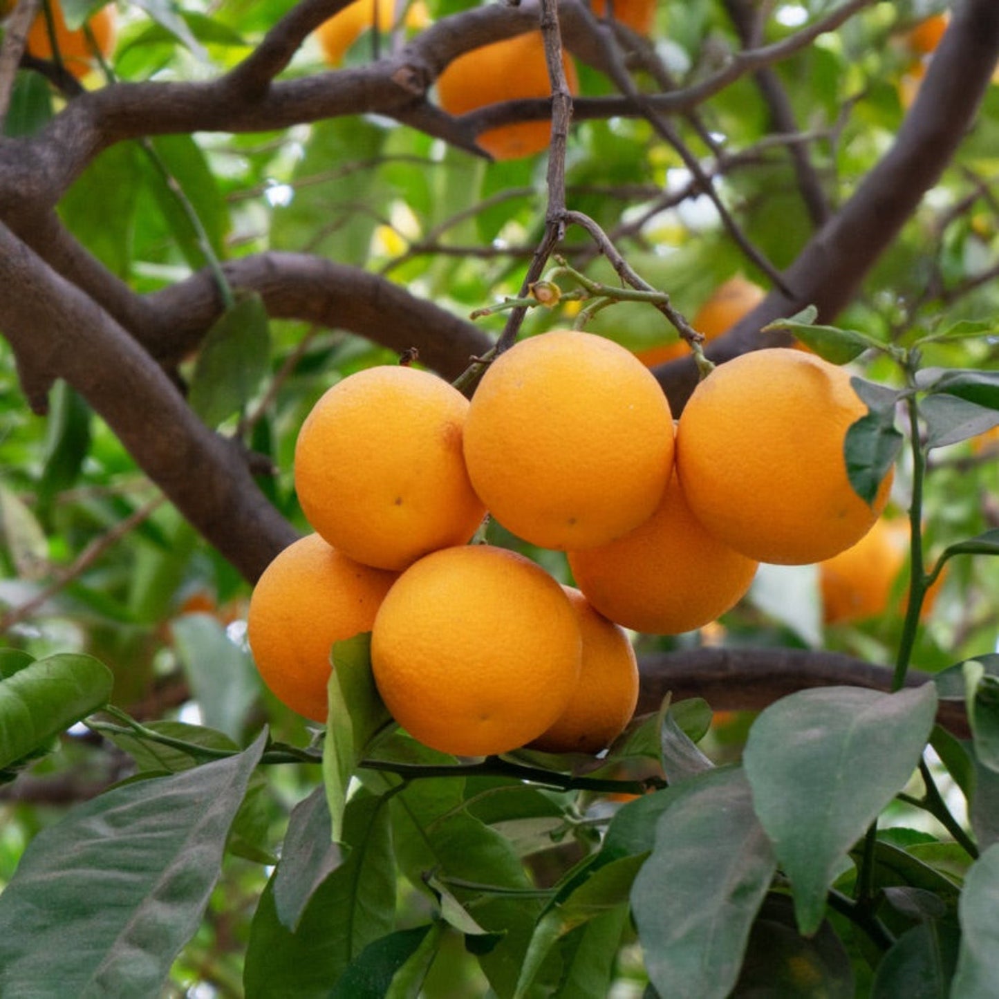 Washington Navel Orange Tree with ripe orange fruit on leafy branches on Tampa Home & Garden Store
