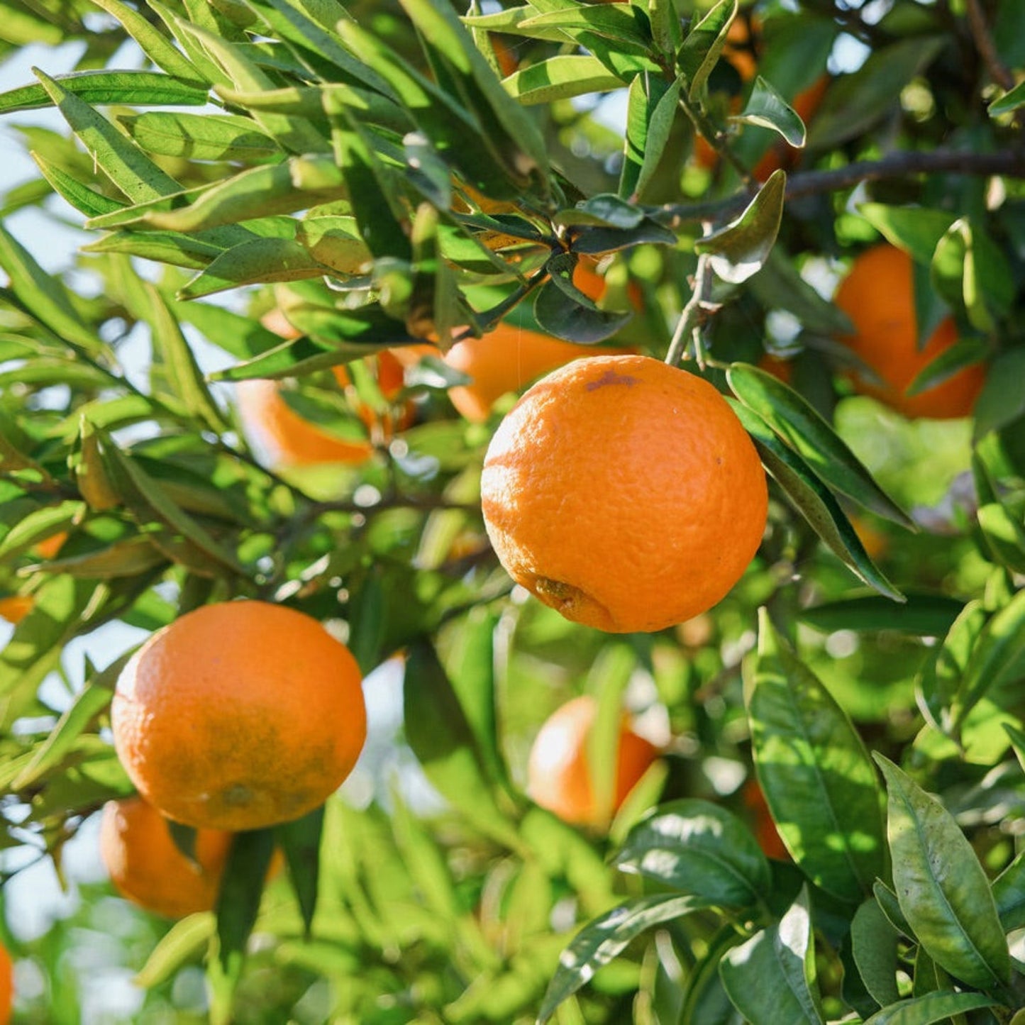 Valencia orange tree with several oranges on branches and leaves Live Good Logistics plant on Tampa Home & Garden Store