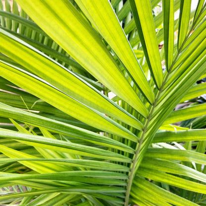 Majesty Palm Tree plant with vivid green fronds, indoor & outdoor plant by Live Good Logistics on Tampa Home & Garden Store