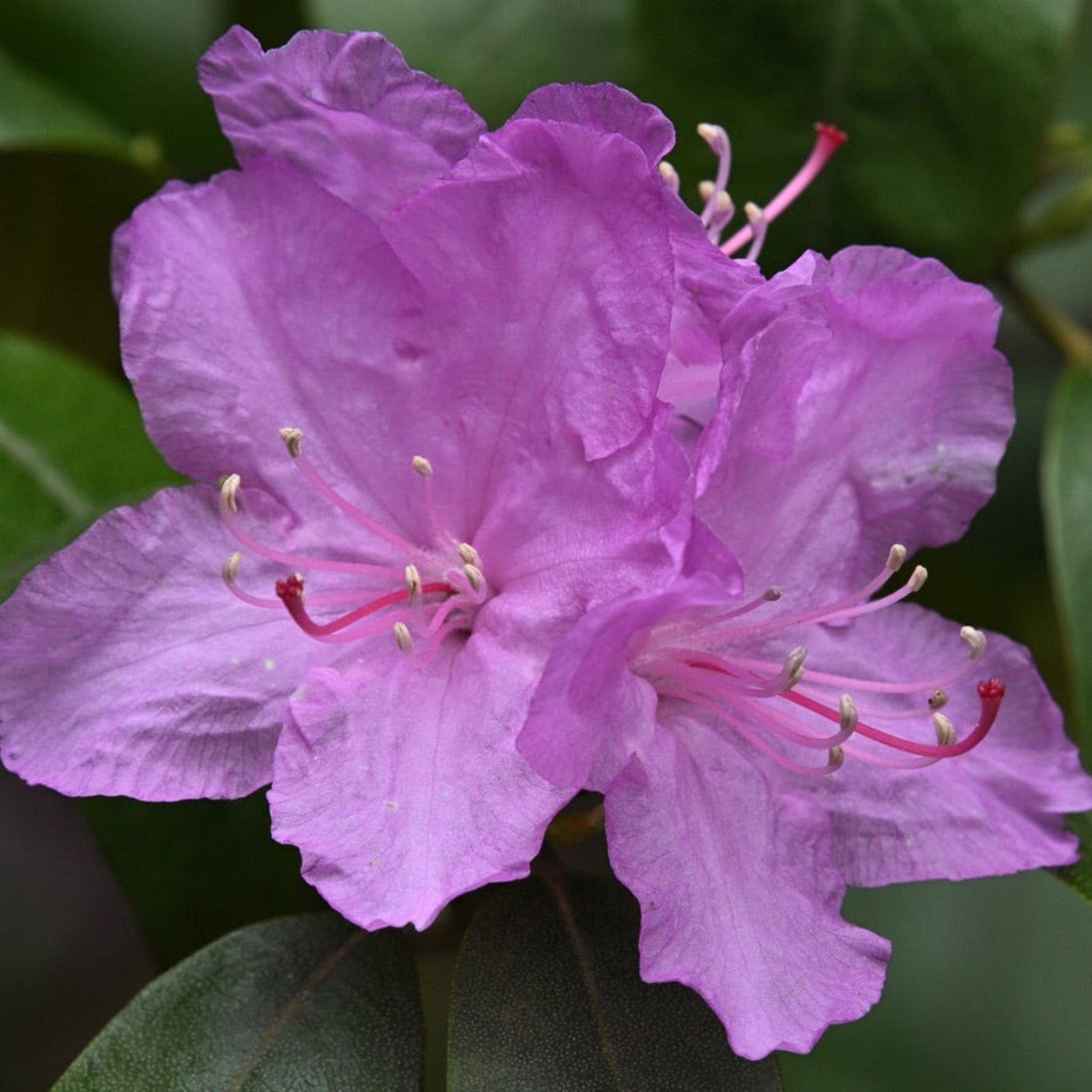 PJM Rhododendron plant with purple blooms and dark green leaves, Live Good Logistics on Tampa Home & Garden Store