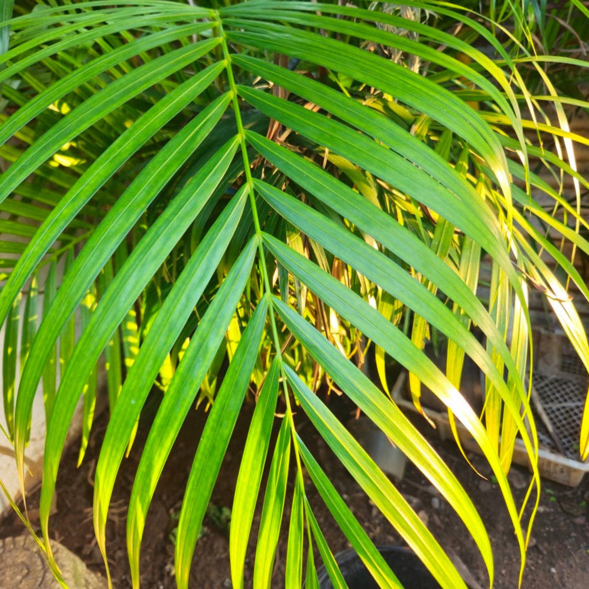 Areca Palm Tree plant with vibrant green slender fronds, indoor & outdoor foliage on Tampa Home & Garden Store