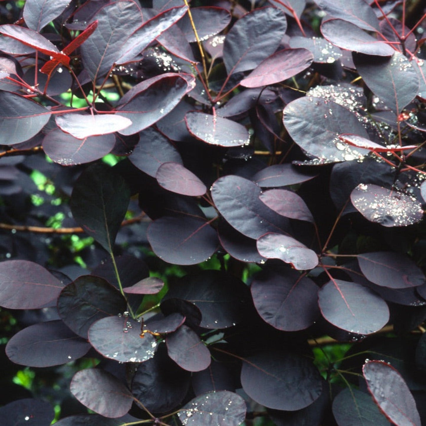 Royal Purple Smoke Bush plant with deep purple leaves on Tampa Home & Garden Store