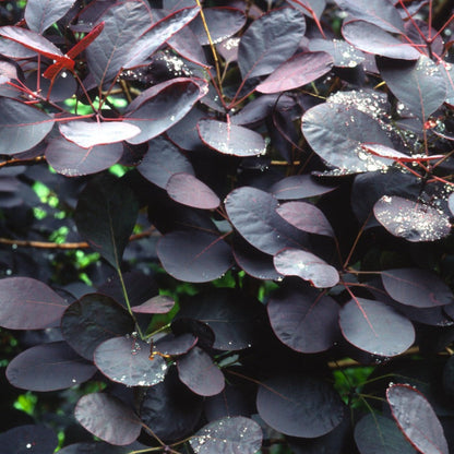 Royal Purple Smoke Bush plant with deep purple leaves on Tampa Home & Garden Store