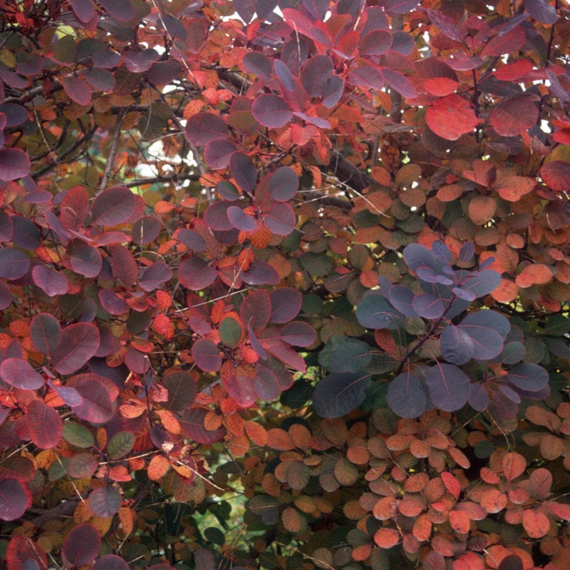 Royal Purple Smoke Bush plant with round plum-purple leaves, Live Good Logistics on Tampa Home & Garden Store