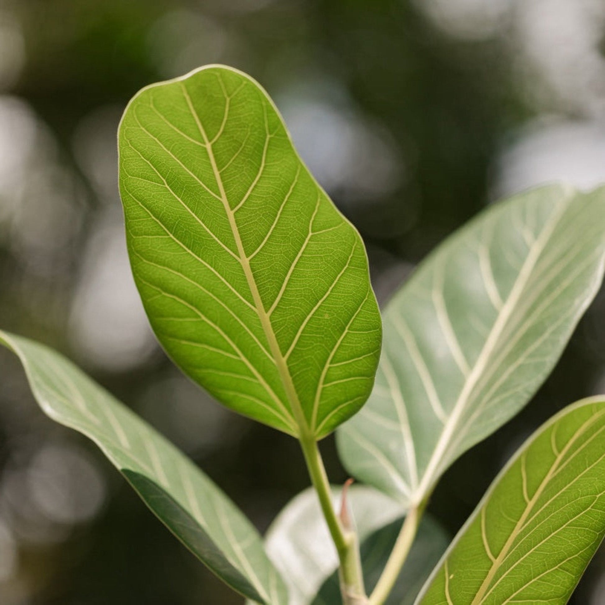 Ficus Audrey multi-stem plant with bright green leaves and pale veining on Tampa Home & Garden Store