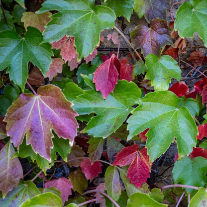 Boston Ivy plant from Live Good Logistics featuring green to red autumn leaves on Tampa Home & Garden Store