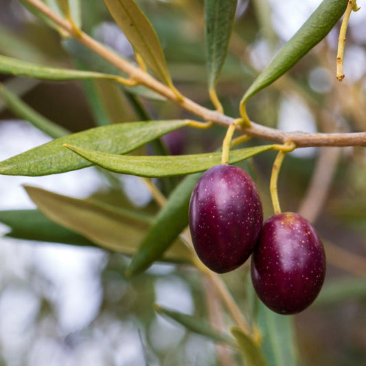 Koroneiki Olive Tree plant with purple olives and slender green leaves on Tampa Home & Garden Store