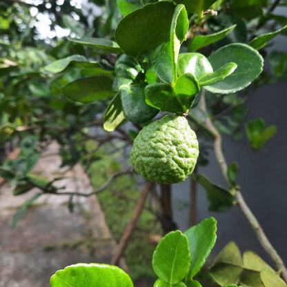 Kaffir lime tree plant with glossy green leaves and a knobby lime fruit on Tampa Home & Garden Store