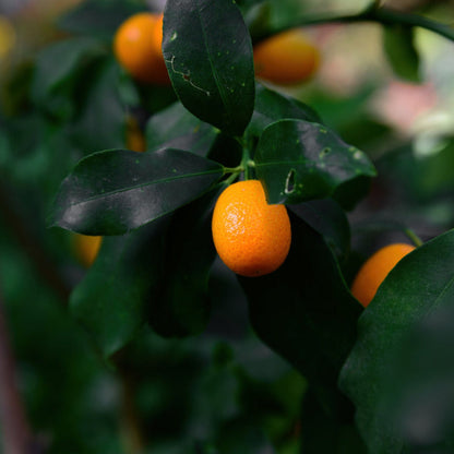 Nagami Kumquat Tree plant with bright orange fruit on dark green leaves Live Good Logistics on Tampa Home & Garden Store