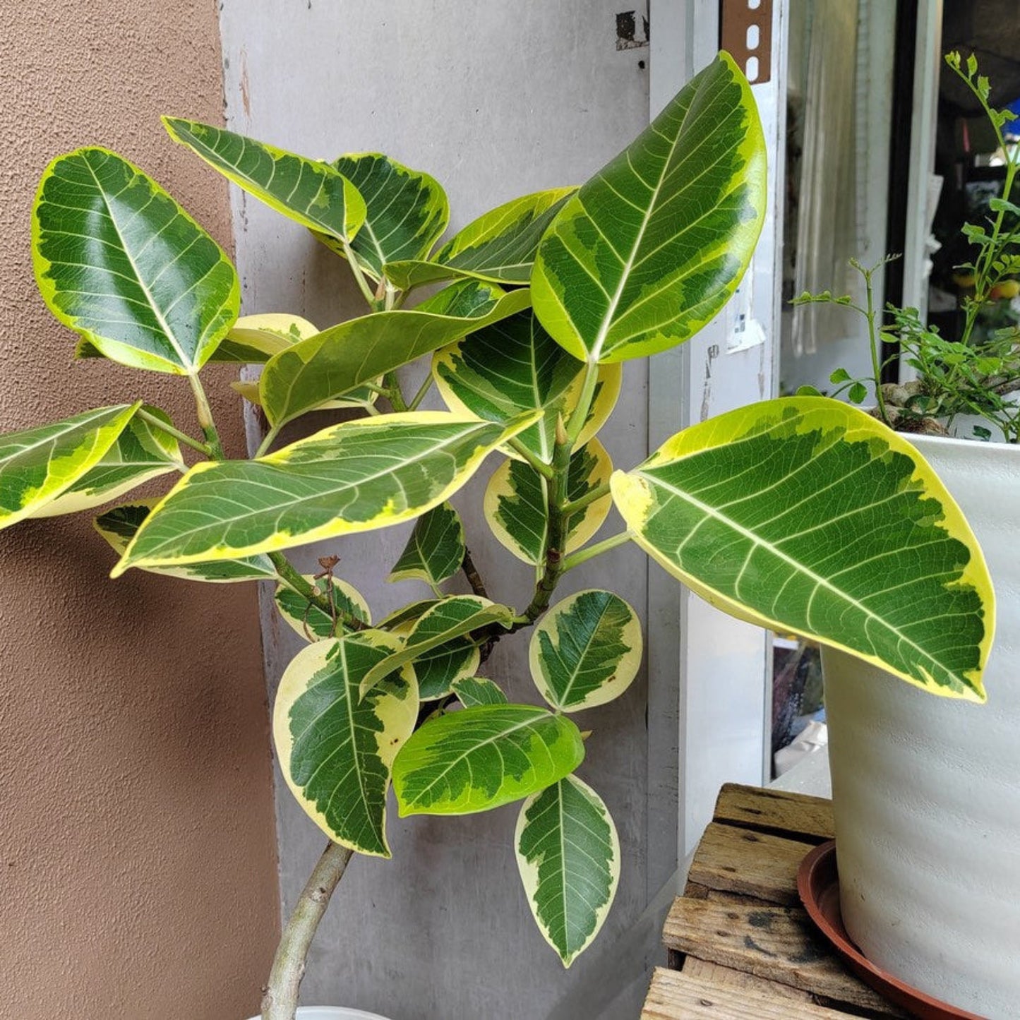 Ficus Altissima plant with variegated green leaves and yellow margins, Live Good Logistics on Tampa Home & Garden Store