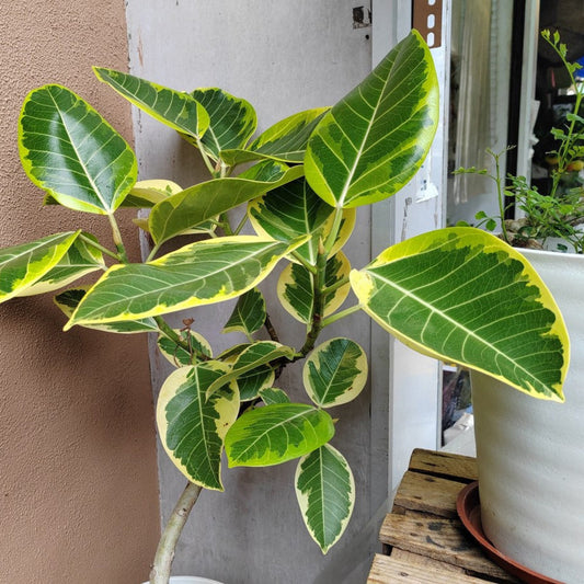 Ficus Altissima plant with variegated green leaves and yellow margins, Live Good Logistics on Tampa Home & Garden Store