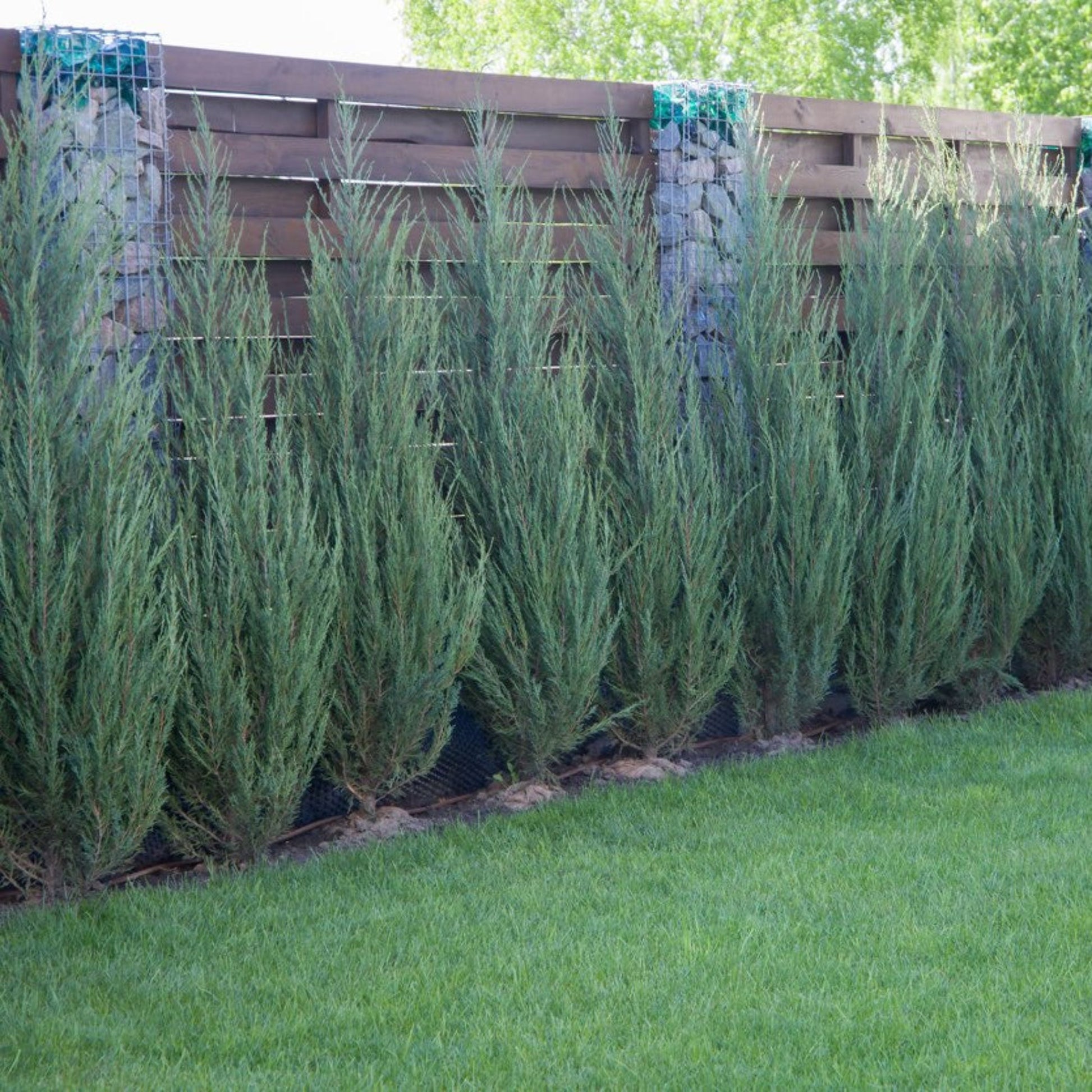 Skyrocket Juniper plant, slender bluish-green evergreen conifer along a wooden fence on Tampa Home & Garden Store