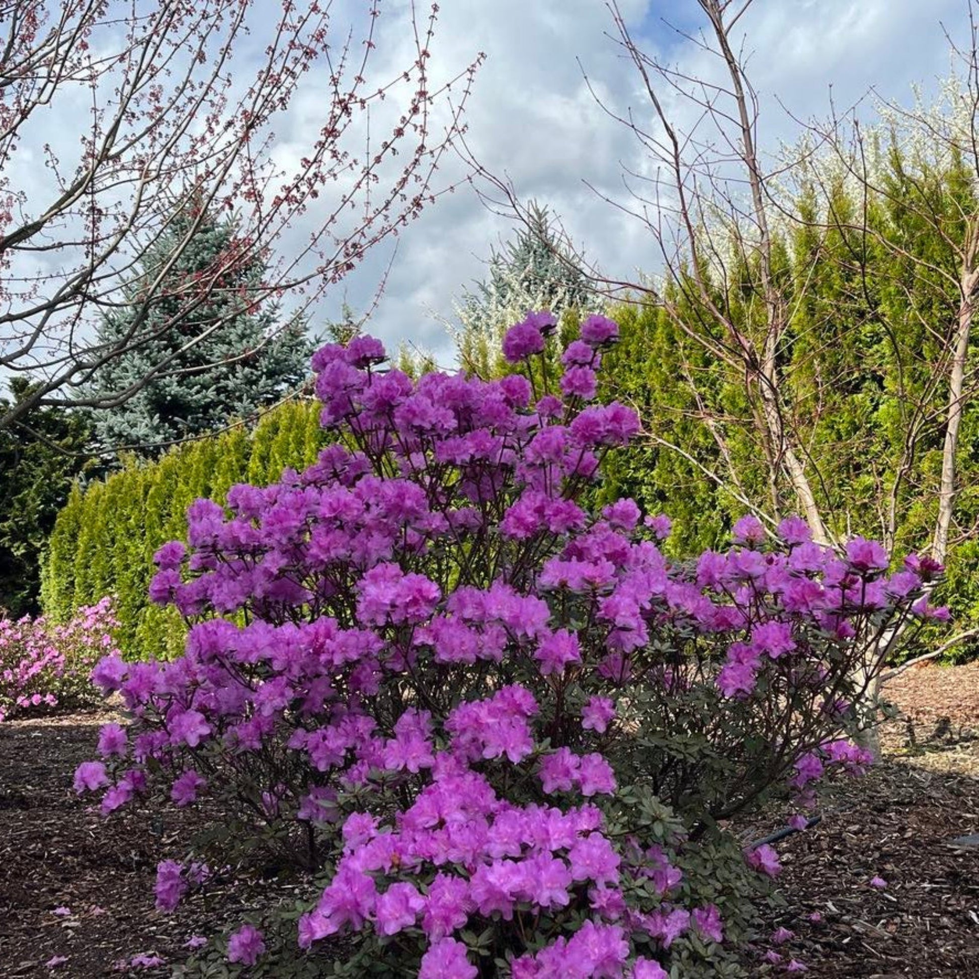 PJM Rhododendron plant with purple blooms in a garden landscape outdoor shrub on Tampa Home & Garden Store