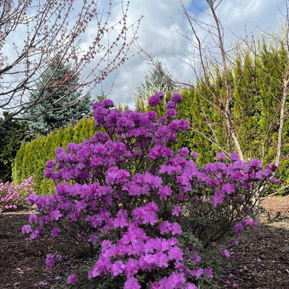 PJM Rhododendron plant with purple blooms in a garden landscape outdoor shrub on Tampa Home & Garden Store