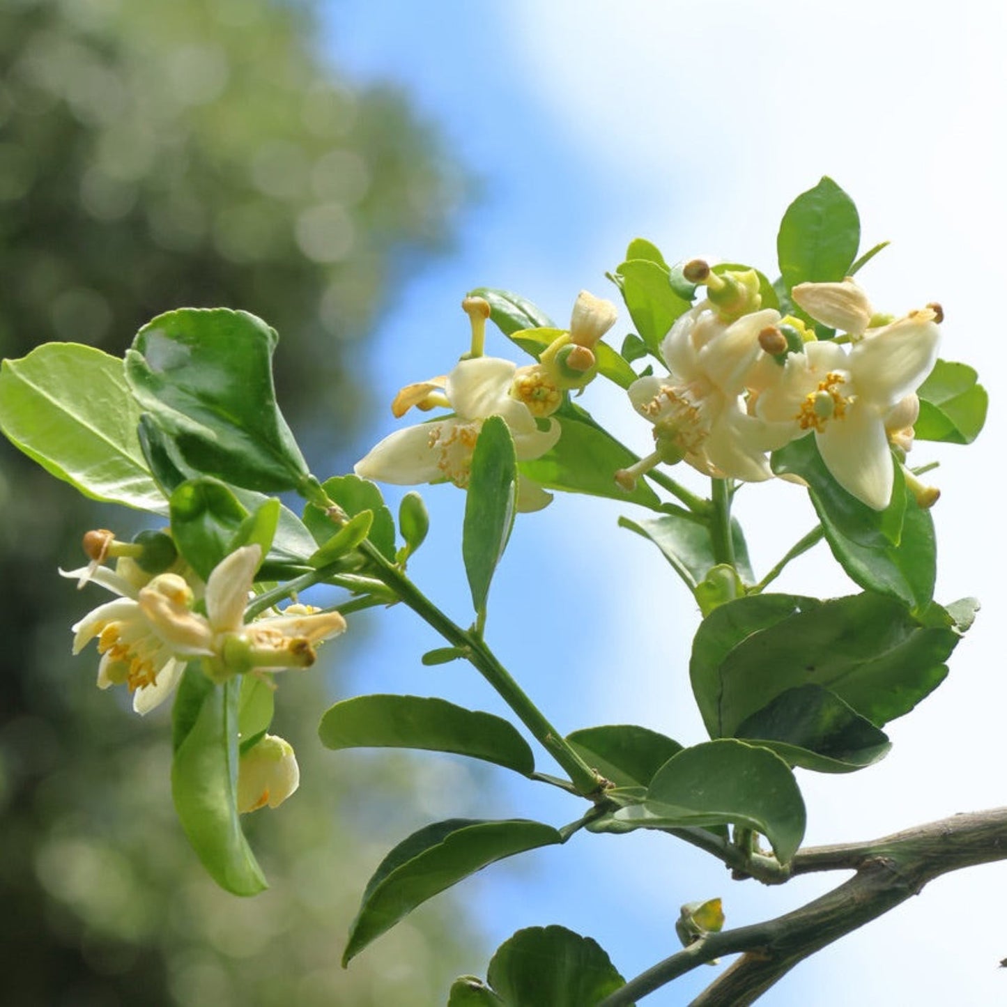 Kaffir lime tree branch with glossy green leaves and pale white blossoms on Tampa Home & Garden Store