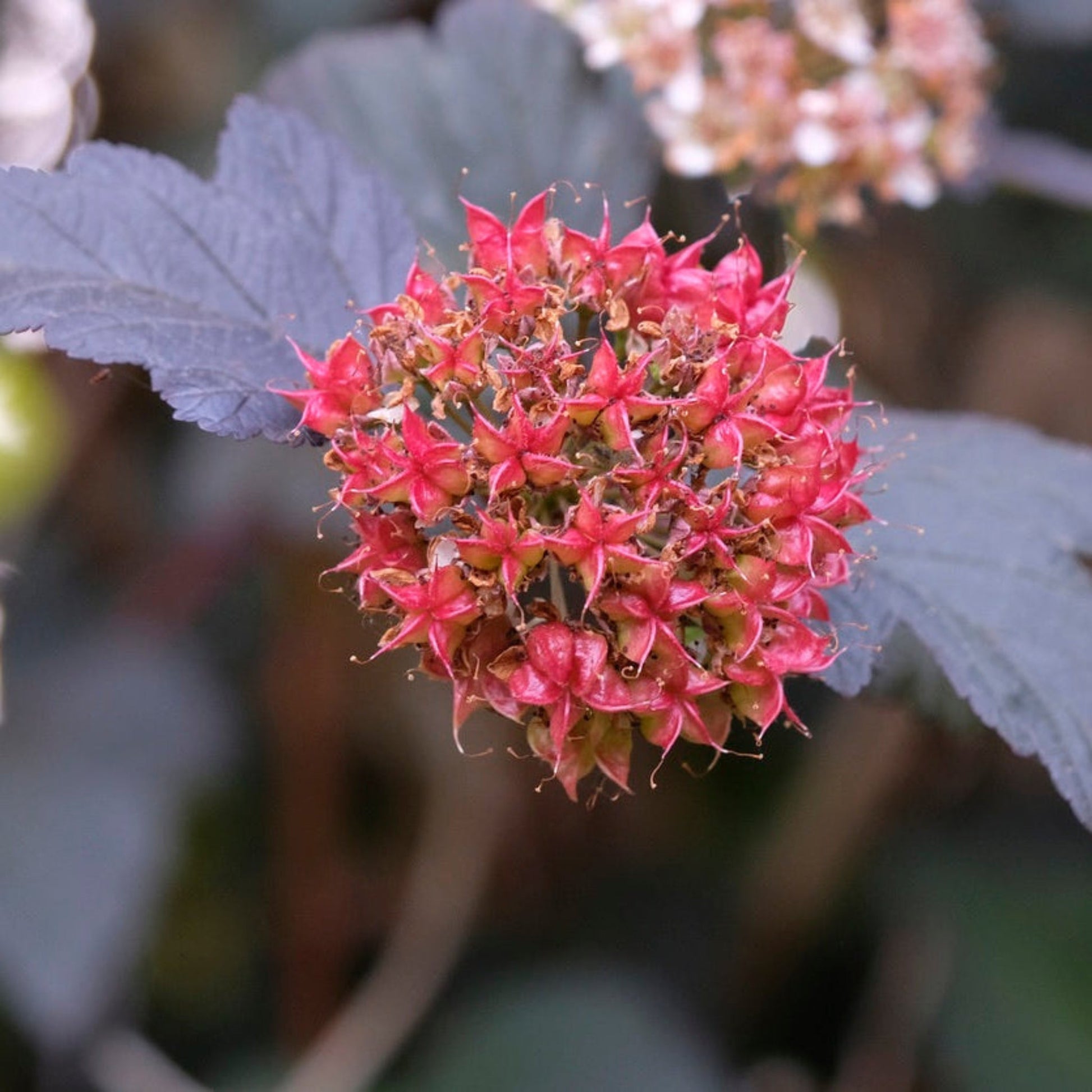 Ginger Wine Ninebark plant with bright pink flower cluster and dark purple foliage on Tampa Home & Garden Store