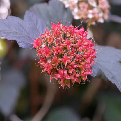 Ginger Wine Ninebark plant with bright pink flower cluster and dark purple foliage on Tampa Home & Garden Store
