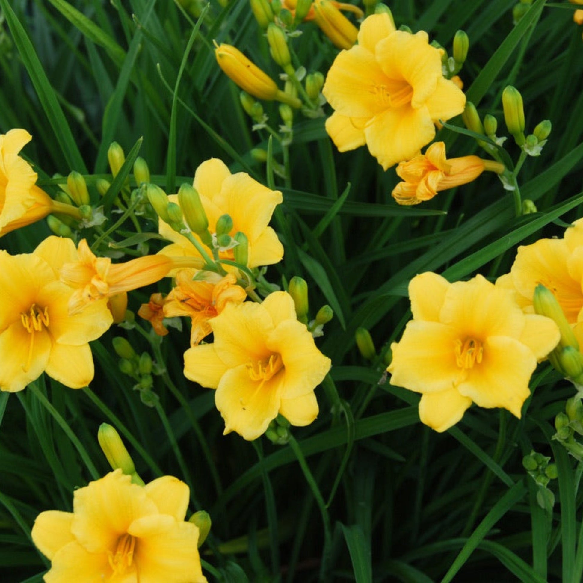 Stella de Oro Daylily plant with bright yellow blossoms and slender green leaves on Tampa Home & Garden Store