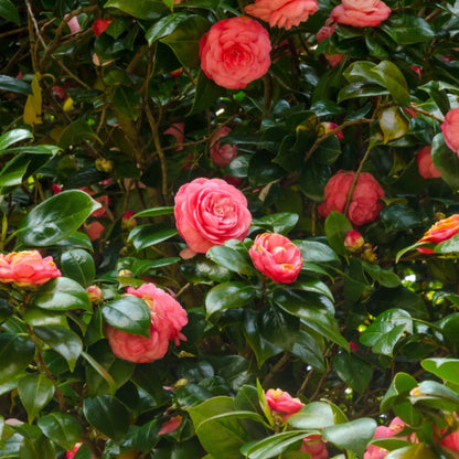 Jack Camellia plant with pink blossoms and glossy green leaves Live Good Logistics on Tampa Home & Garden Store