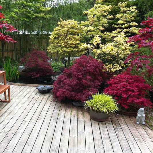 Red Dragon Japanese Maple Tree with red foliage among yellow maples and bamboo on a deck on Tampa Home & Garden Store
