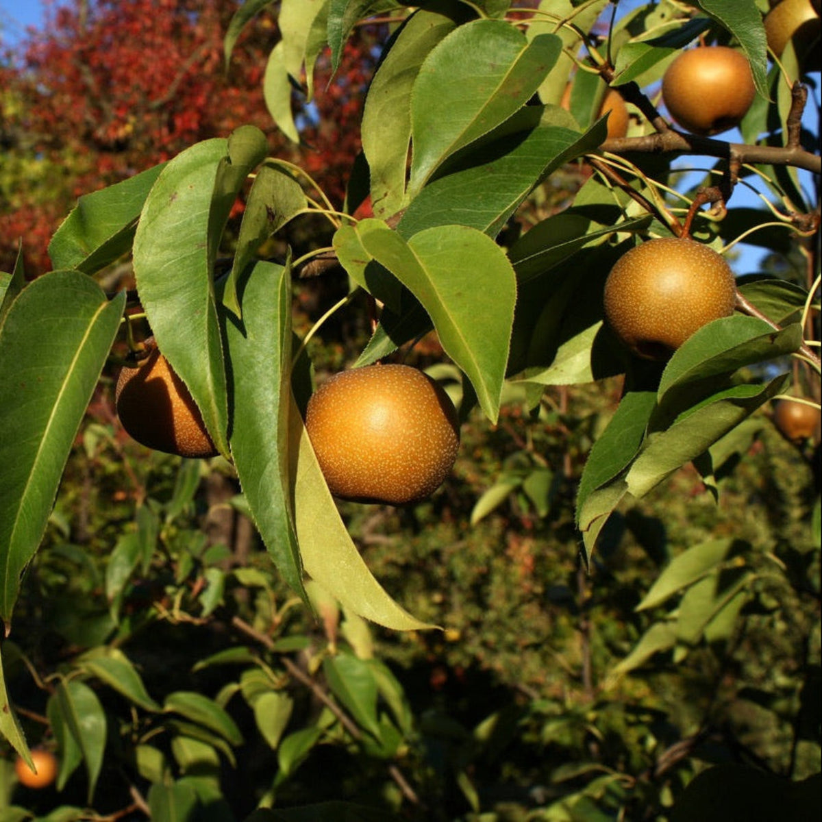 20th Century Asian Pear plant on a branch with glossy green leaves and ripe brown pears on Tampa Home & Garden Store